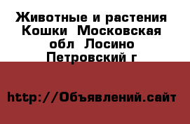 Животные и растения Кошки. Московская обл.,Лосино-Петровский г.